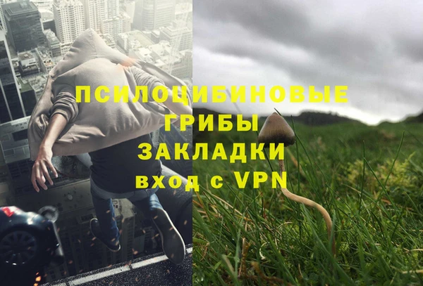 PSILOCYBIN Бородино